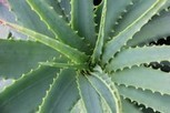 Naturheilung mit Aloe vera