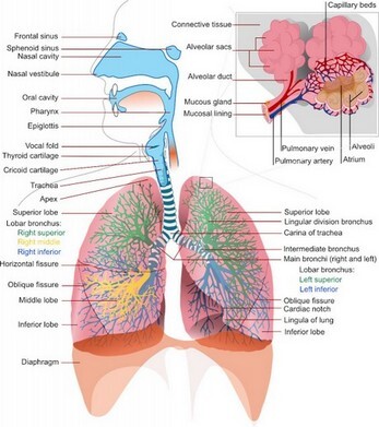 Richtige Atmung - Athemherapie