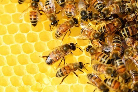 Bienen- oder Wespenallergie