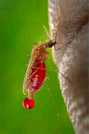 Ausrottung von Malaria