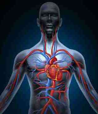 Erkrankungen des Herz-Kreislaufsystems 