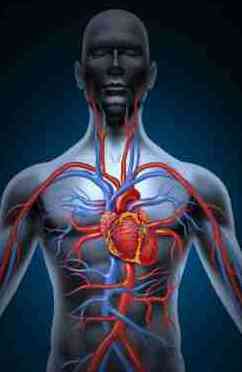 Endokarditis- Herzklappen 