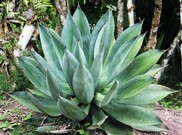 Heilpflanze - Aloe (Aloe vera)
