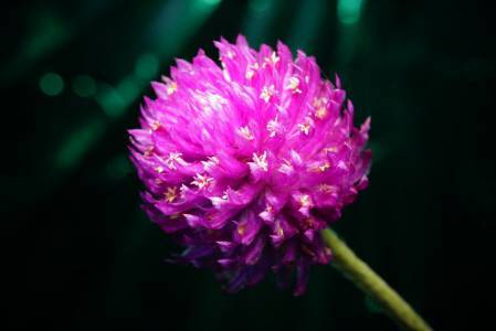 Amaranth - Heilpflanze: Pflanzenbeschreibung