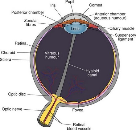 Augengrippe - Naturheilkunde