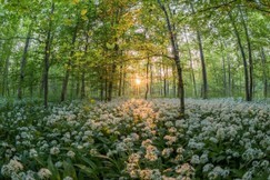 Bärlauch (Allium ursinum) – Naturheilkunde