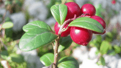 Cranberries bei Harnwegsinfektionen