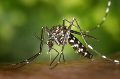 Dengue-Fieber - Symptome