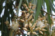 Heilpflanze Eukalyptus