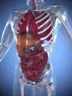 Organe des Magen-Darm-Trackt