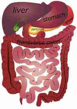 Magen-Darm-Trakt- Innere Organe