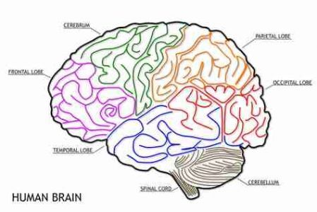 Das Gehirn - Kopfschmerz - Migräne