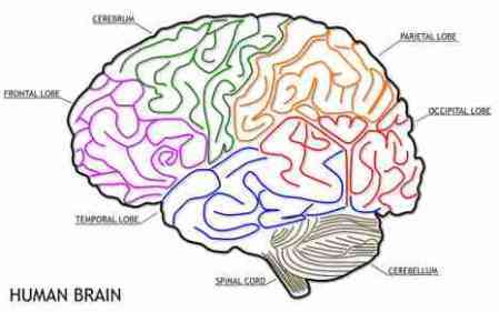 Gehirnaufteilung