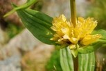 Gelber Enzian (Gentiana lutea) – Homöopathie