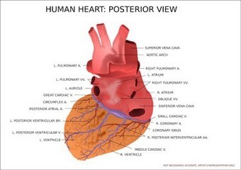 Symptome eines Herzinfarktes bei Frauen