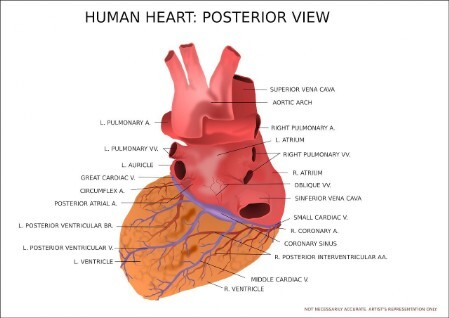 Herzinfarkt - Metoprolol