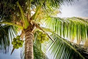 Naturheilkunde Kokosöl