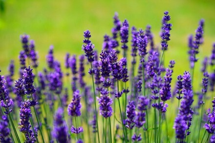 Naturheilkunde Lavendel