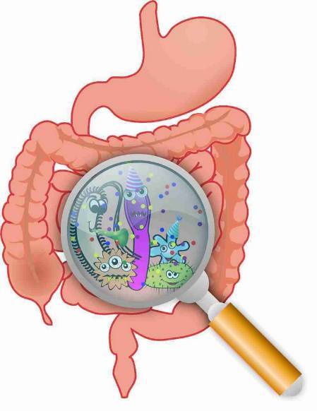 Mikrobiom - die Bakterien im Darm