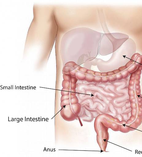 Erkrankungen im Magen-Darm-Trakt 