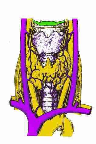 Anatomie Schilddrüse