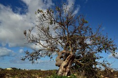 Naturheilkunde Schwarze Maulbeerbaum