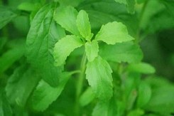 Naturheilkunde - Stevia