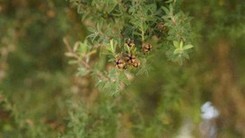 Teebaum - Heilpflanze