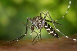  Moskitos und das Zika-Virus
