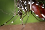 Ätherische Öle - Mückenstiche