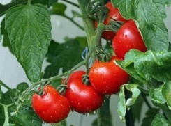 Rückrufaktion bei Lidl – Plastik in Tomatendosen