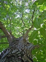 Naturheilkunde - Walnussbaum