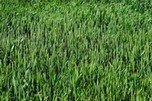 Naturheilkunde - Weizengras