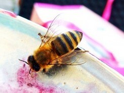 Wespen- und Bienengift