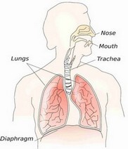 Krankheit- Atemwege